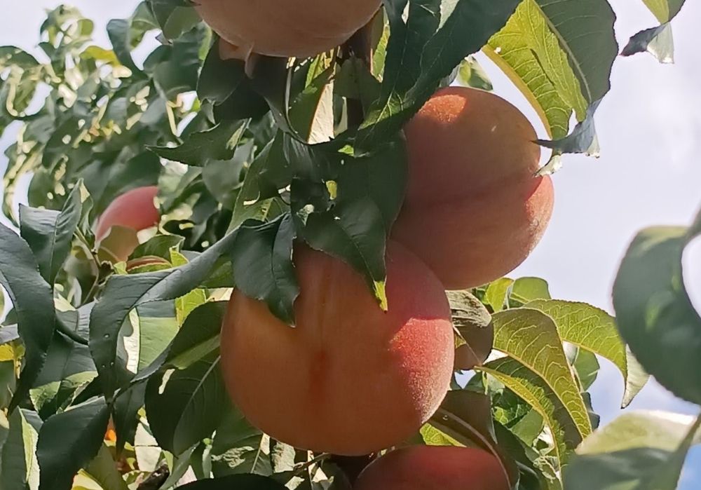 ροδα2