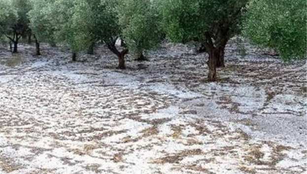 &Chi;&alpha;&lambda;&kappa;&iota;&delta;&iota;&kappa;ή: &Nu;&alpha; &sigma;&upsilon;&mu;&pi;&epsilon;&rho;&iota;&lambda;&eta;&phi;&theta;&omicron;ύ&nu; &omicron;&iota; &alpha;&gamma;&rho;&omicron;&tau;&iota;&kappa;έ&sigmaf; &epsilon;&kappa;&tau;ά&sigma;&epsilon;&iota;&sigmaf; &sigma;&tau;&omicron; &pi;&rho;ό&gamma;&rho;&alpha;&mu;&mu;&alpha; &tau;&eta;&sigmaf; &chi;&alpha;&lambda;&alpha;&zeta;&iota;&kappa;ή&sigmaf; &pi;&rho;&omicron;&sigma;&tau;&alpha;&sigma;ί&alpha;&sigmaf; &mu;&epsilon; &alpha;&epsilon;&rho;&omicron;&pi;&lambda;ά&nu;&alpha; &tau;&omicron;&upsilon; &Epsilon;&Lambda;&Gamma;&Alpha;, &zeta;&eta;&tau;ά &tau;&omicron; &Epsilon;&pi;&iota;&mu;&epsilon;&lambda;&eta;&tau;ή&rho;&iota;&omicron;