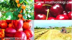 &Mu;&epsilon;&gamma;ά&lambda;&eta; &alpha;&pi;ό&kappa;&lambda;&iota;&sigma;&eta; &tau;&iota;&mu;ώ&nu; &alpha;&pi;ό &tau;&omicron; &chi;&omega;&rho;ά&phi;&iota; &sigma;&tau;&omicron; &rho;ά&phi;&iota; - &Eta; &pi;&omicron;&lambda;&iota;&tau;&epsilon;ί&alpha; &theta;&epsilon;&alpha;&tau;ή&sigmaf;