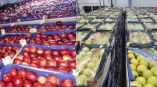 &Mu;&epsilon;&iota;ώ&nu;&epsilon;&tau;&alpha;&iota; &eta; &tau;&iota;&mu;ή &tau;&omega;&nu; &pi;&omicron;&lambda;&omega;&nu;&iota;&kappa;ώ&nu; &mu;ή&lambda;&omega;&nu; &kappa;&alpha;&iota; &delta;&upsilon;&sigma;&kappa;&omicron;&lambda;&epsilon;ύ&omicron;&upsilon;&nu; &omicron;&iota; &epsilon;&xi;&alpha;&gamma;&omega;&gamma;έ&sigmaf; &lambda;ό&gamma;&omega; &tau;&omicron;&upsilon; &Rho;&omega;&sigma;&omicron;-&Omicron;&upsilon;&kappa;&rho;&alpha;&nu;&iota;&kappa;&omicron;ύ &pi;&omicron;&lambda;έ&mu;&omicron;&upsilon;