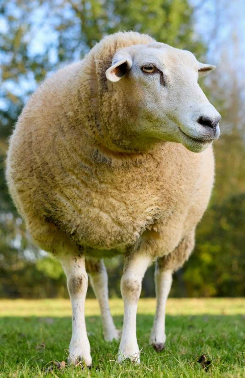 &Alpha;&pi;ό &tau;&omicron;&nu; &kappa;&alpha;&tau;&alpha;&kappa;&epsilon;&rho;&mu;&alpha;&tau;&iota;&sigma;&mu;ό &sigma;&tau;&omicron; &alpha;&pi;&omicron;&tau;έ&lambda;&epsilon;&sigma;&mu;&alpha;: &Kappa;&alpha;&tau;ά&theta;&epsilon;&sigma;&eta; &kappa;&omicron;&iota;&nu;&omicron;ύ &sigma;&chi;&epsilon;&delta;ί&omicron;&upsilon; &ndash; &omicron;&rho;ό&sigma;&eta;&mu;&omicron; &alpha;&pi;ό &Pi;&Omicron;&Gamma;&Epsilon;&Delta;&Upsilon; - &Pi;&Epsilon;&Gamma;&Delta;&Upsilon; - &Pi;&Epsilon;&Kappa;&Delta;&Upsilon; - &Pi;&Sigma;&Iota;&Delta; &gamma;&iota;&alpha; &tau;&eta;&nu; &epsilon;&pi;&alpha;&nu;ί&delta;&rho;&upsilon;&sigma;&eta; &tau;&omicron;&upsilon; &nu;έ&omicron;&upsilon; &alpha;&gamma;&rho;&omicron;&tau;&iota;&kappa;&omicron;ύ &kappa;&rho;ά&tau;&omicron;&upsilon;&sigmaf;