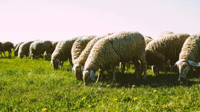 &Kappa;&omicron;&zeta;ά&nu;&eta;: Έ&lambda;&epsilon;&gamma;&chi;&omicron;&sigmaf; &tau;&eta;&sigmaf; &Upsilon;&pi;&omicron;&delta;&iota;&epsilon;ύ&theta;&upsilon;&nu;&sigma;&eta;&sigmaf; &Kappa;&tau;&eta;&nu;&iota;&alpha;&tau;&rho;&iota;&kappa;ή&sigmaf; &mu;&epsilon;&tau;ά &alpha;&pi;ό &delta;&eta;&mu;&omicron;&sigma;&iota;&epsilon;ύ&mu;&alpha;&tau;&alpha; &gamma;&iota;&alpha; &nu;&epsilon;&kappa;&rho;ά &pi;&rho;ό&beta;&alpha;&tau;&alpha;