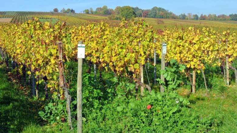 &Alpha;&sigma;&theta;έ&nu;&epsilon;&iota;&epsilon;&sigmaf; &kappa;&alpha;&iota; &epsilon;&chi;&theta;&rho;&omicron;ί &tau;&omicron;&upsilon; &Alpha;&mu;&pi;&epsilon;&lambda;&iota;&omicron;ύ | &Alpha;&gamma;&rho;&omicron;&tau;&iota;&kappa;ά &nu;έ&alpha; IMATHIOTIKIGI.GR