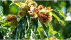 &Gamma;&epsilon;&omega;&rho;&gamma;&iota;&kappa;έ&sigmaf; &pi;&rho;&omicron;&epsilon;&iota;&delta;&omicron;&pi;&omicron;&iota;ή&sigma;&epsilon;&iota;&sigmaf; &gamma;&iota;&alpha; &tau;&eta;&nu; &Kappa;&alpha;&sigma;&tau;&alpha;&nu;&iota;ά