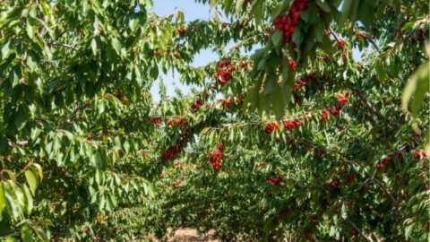 &Nu;έ&alpha; &Tau;&epsilon;&chi;&nu;&iota;&kappa;ή Έ&kappa;&theta;&epsilon;&sigma;&eta; &tau;&eta;&sigmaf; EFSA &gamma;&iota;&alpha; &tau;&eta;&nu; &Epsilon;&pi;&iota;&tau;ή&rho;&eta;&sigma;&eta; &Phi;&upsilon;&tau;&iota;&kappa;ώ&nu; &Pi;&alpha;&rho;&alpha;&sigma;ί&tau;&omega;&nu;