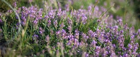 10 &beta;ό&tau;&alpha;&nu;&alpha; &gamma;&iota;&alpha; &tau;&eta; &gamma;&rho;ί&pi;&eta; &kappa;&alpha;&iota; &tau;&omicron;&nu; &beta;ή&chi;&alpha;