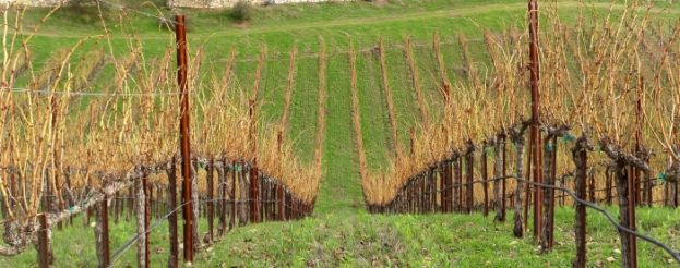 &Chi;&epsilon;&iota;&mu;&omega;&nu;&iota;ά&tau;&iota;&kappa;&eta; &Phi;&upsilon;&tau;&omicron;&pi;&rho;&omicron;&sigma;&tau;&alpha;&sigma;ί&alpha; &Alpha;&mu;&pi;&epsilon;&lambda;&iota;&omicron;ύ