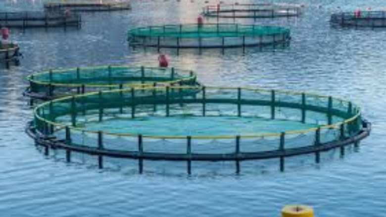 &Epsilon;&Epsilon;&Kappa;&Epsilon;: &Chi;&omega;&rho;&omicron;&tau;&alpha;&xi;&iota;&kappa;ή o&rho;&gamma;ά&nu;&omega;&sigma;&eta; &gamma;&iota;&alpha; &tau;&eta;&nu; &epsilon;&lambda;&lambda;&eta;&nu;&iota;&kappa;ή &theta;&alpha;&lambda;ά&sigma;&sigma;&iota;&alpha; &upsilon;&delta;&alpha;&tau;&omicron;&kappa;&alpha;&lambda;&lambda;&iota;έ&rho;&gamma;&epsilon;&iota;&alpha;