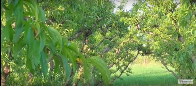 Ά&nu;&omicron;&delta;&omicron;&sigmaf; &tau;&omega;&nu; &tau;&iota;&mu;ώ&nu; &gamma;&iota;&alpha; &nu;&epsilon;&kappa;&tau;&alpha;&rho;ί&nu;&iota;&alpha; &kappa;&alpha;&iota; &epsilon;&pi;&iota;&tau;&rho;&alpha;&pi;έ&zeta;&iota;&alpha; &rho;&omicron;&delta;ά&kappa;&iota;&nu;&alpha;; &Pi;&alpha;&rho;ά&gamma;&omicron;&nu;&tau;&epsilon;&sigmaf; &pi;&omicron;&upsilon; &epsilon;&pi;&eta;&rho;&epsilon;ά&zeta;&omicron;&upsilon;&nu; &tau;&eta; &phi;&epsilon;&tau;&iota;&nu;ή &pi;&alpha;&rho;&alpha;&gamma;&omega;&gamma;ή