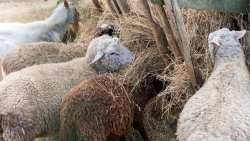 &Alpha;&nu;&alpha;&kappa;&omicron;ί&nu;&omega;&sigma;&eta; &Delta;&iota;&epsilon;ύ&theta;&upsilon;&nu;&sigma;&eta;&sigmaf; &Kappa;&tau;&eta;&nu;&iota;&alpha;&tau;&rho;&iota;&kappa;ή&sigmaf; &gamma;&iota;&alpha; &tau;&omicron;&upsilon;&sigmaf; 25 &sigma;&tau;&alpha;&theta;&mu;&omicron;ύ&sigmaf; &alpha;&pi;&omicron;&lambda;ύ&mu;&alpha;&nu;&sigma;&eta;&sigmaf; &pi;&omicron;&upsilon; &lambda;&epsilon;&iota;&tau;&omicron;&upsilon;&rho;&gamma;&omicron;ύ&nu; &sigma;&tau;&eta;&nu; &Pi;&epsilon;&rho;&iota;&phi;έ&rho;&epsilon;&iota;&alpha; &Kappa;&epsilon;&nu;&tau;&rho;&iota;&kappa;ή&sigmaf; &Mu;&alpha;&kappa;&epsilon;&delta;&omicron;&nu;ί&alpha;&sigmaf;