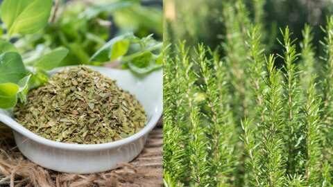 &Epsilon;&lambda;&lambda;&eta;&nu;&iota;&kappa;ή &rho;ί&gamma;&alpha;&nu;&eta; &kappa;&alpha;&iota; &delta;&epsilon;&nu;&tau;&rho;&omicron;&lambda;ί&beta;&alpha;&nu;&omicron; &iota;&sigma;&chi;&upsilon;&rho;ό&tau;&epsilon;&rho;&alpha; &alpha;&pi;ό &tau;&alpha; &alpha;&nu;&tau;&iota;&delta;&iota;&alpha;&beta;&eta;&tau;&iota;&kappa;ά &phi;ά&rho;&mu;&alpha;&kappa;&alpha;