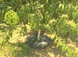 &Tau;&alpha; &omicron;&phi;έ&lambda;&eta; &tau;&omega;&nu; &kappa;&alpha;&lambda;&lambda;&iota;&epsilon;&rho;&gamma;&eta;&tau;ώ&nu; &alpha;&pi;ό &tau;&eta;&nu; &epsilon;&phi;&alpha;&rho;&mu;&omicron;&gamma;ή &epsilon;&delta;&alpha;&phi;&omicron;&kappa;ά&lambda;&upsilon;&psi;&eta;&sigmaf;