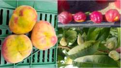 &Epsilon;&nu;&eta;&mu;&epsilon;&rho;&omega;&tau;&iota;&kappa;ή &epsilon;&kappa;&delta;ή&lambda;&omega;&sigma;&eta; &sigma;&tau;&eta; &Beta;έ&rho;&omicron;&iota;&alpha; &mu;&epsilon; &theta;έ&mu;&alpha; "&Pi;&alpha;&rho;&alpha;&mu;&omicron;&rho;&phi;&omega;&tau;&iota;&kappa;ή &alpha;&sigma;&theta;έ&nu;&epsilon;&iota;&alpha; &sigma;&tau;&eta;&nu; &kappa;&alpha;&lambda;&lambda;&iota;έ&rho;&gamma;&epsilon;&iota;&alpha; &tau;&eta;&sigmaf; &rho;&omicron;&delta;&alpha;&kappa;&iota;&nu;&iota;ά&sigmaf;"