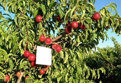 &Kappa;&omicron;&mu;&phi;&omicron;ύ&zeta;&iota;&omicron;: &Pi;&alpha;&rho;&alpha;&tau;&epsilon;ί&nu;&epsilon;&tau;&alpha;&iota; &eta; &kappa;&alpha;&tau;&alpha;&lambda;&eta;&kappa;&tau;&iota;&kappa;ή &eta;&mu;&epsilon;&rho;&omicron;&mu;&eta;&nu;ί&alpha; &upsilon;&pi;&omicron;&beta;&omicron;&lambda;ή&sigmaf; &pi;&alpha;&rho;&alpha;&sigma;&tau;&alpha;&tau;&iota;&kappa;ώ&nu; &gamma;&iota;&alpha; &tau;&omicron; έ&tau;&omicron;&sigmaf; &epsilon;&phi;&alpha;&rho;&mu;&omicron;&gamma;ή&sigmaf; 2019
