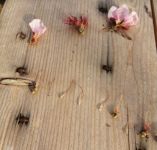 &Tau;&zeta;&alpha;&mu;&tau;&zeta;ή&sigmaf; :&Pi;&omicron;&lambda;ύ &mu;&epsilon;&gamma;ά&lambda;&epsilon;&sigmaf; &zeta;&eta;&mu;&iota;έ&sigmaf; &sigma;&tau;&eta;&nu; &pi;&alpha;&rho;&alpha;&gamma;&omega;&gamma;ή &tau;&omega;&nu; &rho;&omicron;&delta;ά&kappa;&iota;&nu;&omega;&nu;, &nu;&epsilon;&kappa;&tau;&alpha;&rho;&iota;&nu;&iota;ώ&nu; &kappa;&alpha;&iota; ά&lambda;&lambda;&omega;&nu; &pi;&upsilon;&rho;&eta;&nu;ό&kappa;&alpha;&rho;&pi;&omega;&nu; &tau;&eta;&sigmaf; &Pi;&Epsilon; &Pi;έ&lambda;&lambda;&alpha;&sigmaf;, &lambda;ό&gamma;&omega; &pi;&alpha;&gamma;&epsilon;&tau;&omicron;ύ