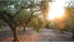 &Kappa;ί&nu;&delta;&upsilon;&nu;&omicron;&sigmaf; &alpha;&pi;ώ&lambda;&epsilon;&iota;&alpha;&sigmaf; &chi;&rho;&eta;&mu;&alpha;&tau;&omicron;&delta;ό&tau;&eta;&sigma;&eta;&sigmaf; &gamma;&iota;&alpha; &tau;&alpha; &Pi;&rho;&omicron;&gamma;&rho;ά&mu;&mu;&alpha;&tau;&alpha; &Omicron;&Epsilon;&Phi; &Epsilon;&lambda;&alpha;&iota;ό&lambda;&alpha;&delta;&omicron;&upsilon; &amp; &Epsilon;&pi;&iota;&tau;&rho;&alpha;&pi;έ&zeta;&iota;&alpha;&sigmaf; &Epsilon;&lambda;&iota;ά&sigmaf; - &Epsilon;&pi;&iota;&sigma;&tau;&omicron;&lambda;ή &Epsilon;&Theta;&Epsilon;&Alpha;&Sigma; &sigma;&tau;&omicron; &Upsilon;&Pi;&Alpha;&Alpha;&Tau; &kappa;&alpha;&iota; &Omicron;&Pi;&Epsilon;&Kappa;&Epsilon;&Pi;&Epsilon;