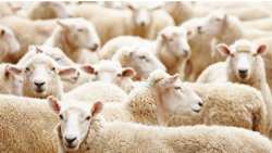 &Epsilon;&upsilon;&lambda;&omicron;&gamma;&iota;ά &pi;&rho;&omicron;&beta;ά&tau;&omega;&nu;: &Sigma;ή&mu;&alpha; &kappa;&iota;&nu;&delta;ύ&nu;&omicron;&upsilon; &epsilon;&kappa;&pi;έ&mu;&pi;&omicron;&upsilon;&nu; &omicron;&iota; &kappa;&tau;&eta;&nu;&omicron;&tau;&rho;ό&phi;&omicron;&iota; &tau;&eta;&sigmaf; &Theta;&epsilon;&sigma;&sigma;&alpha;&lambda;ί&alpha;&sigmaf;