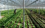 E&kappa;&mu;&epsilon;&tau;ά&lambda;&lambda;&epsilon;&upsilon;&sigma;&eta; &mu;&epsilon;&tau;&alpha;&nu;&alpha;&sigma;&tau;ώ&nu; &sigma;&epsilon; &iota;&sigma;&pi;&alpha;&nu;&iota;&kappa;ά &theta;&epsilon;&rho;&mu;&omicron;&kappa;ή&pi;&iota;&alpha;