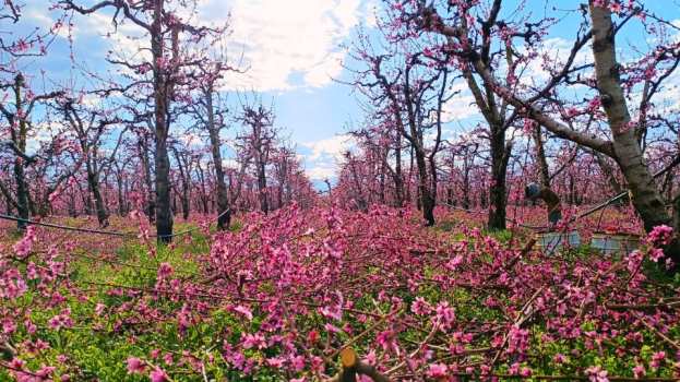 &Alpha;&nu;&theta;&iota;&sigma;&mu;έ&nu;&epsilon;&sigmaf; &Rho;&omicron;&delta;&alpha;&kappa;&iota;&nu;&iota;έ&sigmaf;: &Epsilon;&upsilon;&chi;&alpha;&rho;&iota;&sigma;&tau;ή&rho;&iota;&omicron; &Alpha;&nu;&tau;&iota;&pi;&epsilon;&rho;&iota;&phi;&epsilon;&rho;&epsilon;&iota;ά&rho;&chi;&eta; &Pi;&Epsilon; &Eta;&mu;&alpha;&theta;ί&alpha;&sigmaf; | &Alpha;&gamma;&rho;&omicron;&tau;&iota;&kappa;ά &nu;έ&alpha; IMATHIOTIKIGI.GR