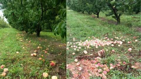 &Kappa;&alpha;&iota; &omicron;&iota; &rho;&omicron;&delta;&alpha;&kappa;&iota;&nu;&omicron;&pi;&alpha;&rho;&alpha;&gamma;&omega;&gamma;&omicron;ί &tau;&eta;&sigmaf; &Eta;&mu;&alpha;&theta;ί&alpha;&sigmaf; &epsilon;&pi;&lambda;ή&gamma;&eta;&sigma;&alpha;&nu; &alpha;&pi;ό &tau;&eta;&nu; &kappa;&alpha;&kappa;&omicron;&kappa;&alpha;&iota;&rho;ί&alpha;