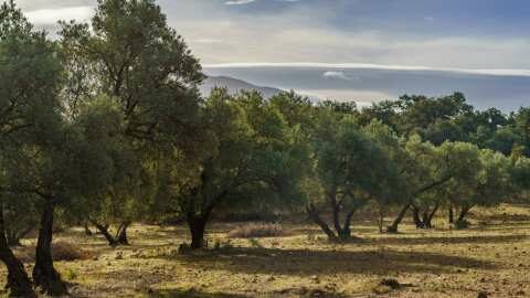 &Tau;&alpha; &mu;&upsilon;&sigma;&tau;&iota;&kappa;ά &tau;&eta;&sigmaf; &epsilon;&pi;&iota;&tau;&upsilon;&chi;ί&alpha;&sigmaf; &tau;&omicron;&upsilon; &laquo;&Kappa;&alpha;&lambda;ύ&tau;&epsilon;&rho;&omicron;&upsilon; &Epsilon;&upsilon;&rho;&omega;&pi;&alpha;ί&omicron;&upsilon; &Epsilon;&lambda;&alpha;&iota;&omicron;&pi;&alpha;&rho;&alpha;&gamma;&omega;&gamma;&omicron;ύ&raquo;