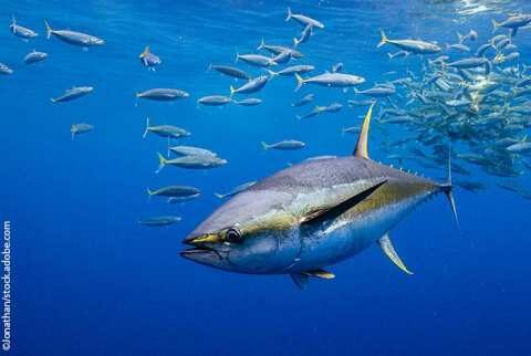 &Sigma;&upsilon;&mu;&phi;&omega;&nu;ί&alpha;-&omicron;&rho;ό&sigma;&eta;&mu;&omicron; &gamma;&iota;&alpha; &tau;&eta;&nu; &alpha;&epsilon;&iota;&phi;ό&rho;&omicron; &delta;&iota;&alpha;&chi;&epsilon;ί&rho;&iota;&sigma;&eta; &tau;&omega;&nu; &tau;&rho;&omicron;&pi;&iota;&kappa;ώ&nu; &tau;ό&nu;&omega;&nu; &tau;&omicron;&upsilon; &Alpha;&tau;&lambda;&alpha;&nu;&tau;&iota;&kappa;&omicron;ύ