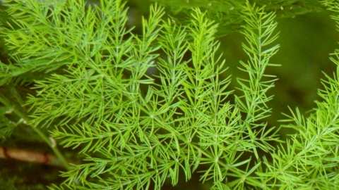 &Omicron;&iota; &epsilon;&upsilon;&epsilon;&rho;&gamma;&epsilon;&tau;&iota;&kappa;έ&sigmaf; &tau;&omicron;&upsilon; &iota;&delta;&iota;ό&tau;&eta;&tau;&epsilon;&sigmaf; &mu;&epsilon;&iota;ώ&nu;&omicron;&upsilon;&nu; &tau;&omicron; stress &kappa;&alpha;&iota; &tau;&eta;&nu; &kappa;&alpha;&tau;ά&theta;&lambda;&iota;&psi;&eta; - Shatavari : To "&mu;&alpha;&gamma;&iota;&kappa;ό" &beta;ό&tau;&alpha;&nu;&omicron;