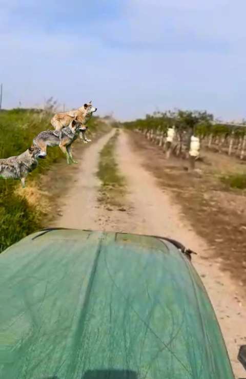 &Beta;έ&rho;&omicron;&iota;&alpha;: &Epsilon;&mu;&phi;ά&nu;&iota;&sigma;&eta; &lambda;ύ&kappa;&omega;&nu; &sigma;&epsilon; &alpha;&gamma;&rho;&omicron;&tau;&iota;&kappa;ή &pi;&epsilon;&rho;&iota;&omicron;&chi;ή - &Alpha;&gamma;&rho;&omicron;&tau;&iota;&kappa;ά &nu;έ&alpha; IMATHIOTIKIGI.GR