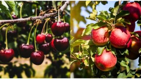 &Gamma;&epsilon;&omega;&rho;&gamma;&iota;&kappa;έ&sigmaf; &pi;&rho;&omicron;&epsilon;&iota;&delta;&omicron;&pi;&omicron;&iota;ή&sigma;&epsilon;&iota;&sigmaf; &gamma;&iota;&alpha; &Mu;&eta;&lambda;&iota;ά &kappa;&alpha;&iota; &Kappa;&epsilon;&rho;&alpha;&sigma;&iota;ά