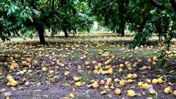 &Alpha;&pi;&omicron;&phi;ά&sigma;&epsilon;&iota;&sigmaf; &gamma;&iota;&alpha; &Pi;&alpha;&nu;&eta;&mu;&alpha;&theta;&iota;ώ&tau;&iota;&kappa;&omicron; &Sigma;&upsilon;&lambda;&lambda;&alpha;&lambda;&eta;&tau;ή&rho;&iota;&omicron; &kappa;&alpha;&iota; &mu;&epsilon;&tau;ά&beta;&alpha;&sigma;&eta; &alpha;&gamma;&rho;&omicron;&tau;ώ&nu; &sigma;&tau;&omicron; &Kappa;&iota;&lambda;&kappa;ί&sigmaf; (&Pi;&omicron;&lambda;&iota;&tau;&iota;&kappa;ό &gamma;&rho;&alpha;&phi;&epsilon;ί&omicron; &Upsilon;&pi;&Alpha;&Alpha;&Tau;) &sigma;&tau;&eta; &sigma;&upsilon;&nu;έ&lambda;&epsilon;&upsilon;&sigma;&eta; &tau;&omicron;&upsilon; &Alpha;&Sigma; &Eta;&mu;&alpha;&theta;ί&alpha;&sigmaf;