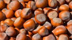 &Sigma;&kappa;έ&phi;&tau;&epsilon;&sigma;&alpha;&iota; &nu;&alpha; &kappa;&alpha;&lambda;&lambda;&iota;&epsilon;&rho;&gamma;ή&sigma;&epsilon;&iota;&sigmaf; &Phi;&omicron;&upsilon;&nu;&tau;&omicron;ύ&kappa;&iota;&alpha;? &Delta;&epsilon;&sigmaf; &nu;έ&epsilon;&sigmaf; &pi;&omicron;&iota;&kappa;&iota;&lambda;ί&epsilon;&sigmaf; &alpha;&pi;ό &tau;&alpha; &phi;&upsilon;&tau;ώ&rho;&iota;&alpha; &Delta;&alpha;&nu;&iota;&eta;&lambda;ί&delta;&eta;&sigmaf;!