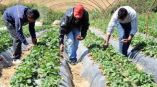&Lambda;ύ&sigma;&eta; &sigma;&tau;&eta; &delta;&iota;&alpha;&delta;&iota;&kappa;&alpha;&sigma;ί&alpha; &mu;&epsilon;&tau;ά&kappa;&lambda;&eta;&sigma;&eta;&sigmaf; &epsilon;&rho;&gamma;&alpha;&tau;ώ&nu; &gamma;&eta;&sigmaf; &alpha;&pi;ό &tau;&rho;ί&tau;&epsilon;&sigmaf; &chi;ώ&rho;&epsilon;&sigmaf; &mu;&epsilon; &nu;έ&alpha; &rho;ύ&theta;&mu;&iota;&sigma;&eta; &Upsilon;&pi;&Alpha;&Alpha;&Tau;, &Sigma;&pi;. &Lambda;&iota;&beta;&alpha;&nu;&omicron;ύ