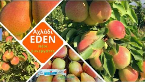 Nέ&epsilon;&sigmaf; &epsilon;&xi;&epsilon;&lambda;ί&xi;&epsilon;&iota;&sigmaf; &mu;&epsilon; &tau;&omicron; &Alpha;&chi;&lambda;ά&delta;&iota; EDEN: &Alpha;&pi;&omicron;&kappa;&alpha;&lambda;ύ&pi;&tau;&omicron;&nu;&tau;&alpha;&sigmaf; &tau;&iota;&sigmaf; &Nu;έ&epsilon;&sigmaf; &sigma;&upsilon;&nu;&epsilon;&rho;&gamma;&alpha;&sigma;ί&epsilon;&sigmaf;