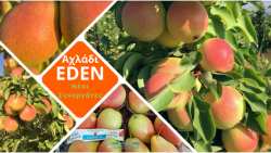 Nέ&epsilon;&sigmaf; &epsilon;&xi;&epsilon;&lambda;ί&xi;&epsilon;&iota;&sigmaf; &mu;&epsilon; &tau;&omicron; &Alpha;&chi;&lambda;ά&delta;&iota; EDEN: &Alpha;&pi;&omicron;&kappa;&alpha;&lambda;ύ&pi;&tau;&omicron;&nu;&tau;&alpha;&sigmaf; &tau;&iota;&sigmaf; &Nu;έ&epsilon;&sigmaf; &sigma;&upsilon;&nu;&epsilon;&rho;&gamma;&alpha;&sigma;ί&epsilon;&sigmaf;