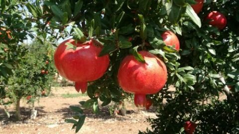 &Eta; &pi;&alpha;&rho;&alpha;&gamma;&omega;&gamma;ή &tau;&omega;&nu; &rho;&omicron;&delta;&iota;ώ&nu; &tau;&eta;&sigmaf; Valenciana &kappa;&alpha;&iota; Mollar &theta;&alpha; &epsilon;ί&nu;&alpha;&iota; &kappa;&alpha;&tau;ά 20% &chi;&alpha;&mu;&eta;&lambda;ό&tau;&epsilon;&rho;&eta; &tau;&eta; &phi;&epsilon;&tau;&iota;&nu;ή &chi;&rho;&omicron;&nu;&iota;ά