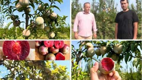 &Tau;&omicron; &Delta;&alpha;&mu;ά&sigma;&kappa;&eta;&nu;&omicron; Green Red &kappa;&alpha;&tau;&alpha;&kappa;&tau;ά &tau;&eta;&nu; &alpha;&gamma;&omicron;&rho;ά - &Tau;&iota;&mu;ή, &Gamma;&epsilon;ύ&sigma;&eta; &kappa;&alpha;&iota; &Alpha;&pi;ό&delta;&omicron;&sigma;&eta; &sigma;&tau;&omicron; &Zeta;&epsilon;&nu;ί&theta;! (&Beta;ί&nu;&tau;&epsilon;&omicron;)