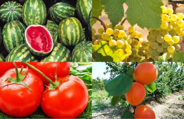 &Eta; &lambda;ύ&sigma;&eta; &epsilon;&nu;ά&nu;&tau;&iota;&alpha; &sigma;&tau;&eta;&nu; &theta;&epsilon;&rho;&mu;&iota;&kappa;ή &kappa;&alpha;&tau;&alpha;&pi;ό&nu;&eta;&sigma;&eta; &delta;έ&nu;&tau;&rho;&omega;&nu; &kappa;&alpha;&iota; &phi;&upsilon;&tau;ώ&nu;