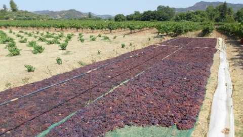 &Tau;&omicron;&nu; &epsilon;&mu;&pi;&alpha;&iota;&gamma;&mu;ό &kappa;&alpha;&iota; &tau;&eta;&nu; &alpha;&delta;&iota;ά&phi;&omicron;&rho;&eta; &sigma;&tau;ά&sigma;&eta; &tau;&eta;&sigmaf; &kappa;&upsilon;&beta;έ&rho;&nu;&eta;&sigma;&eta;&sigmaf; &kappa;&alpha;&tau;&alpha;&gamma;&gamma;έ&lambda;&lambda;&omicron;&upsilon;&nu; &omicron;&iota; &sigma;&tau;&alpha;&phi;&iota;&delta;&omicron;&pi;&alpha;&rho;&alpha;&gamma;&omega;&gamma;&omicron;ί &tau;&omicron;&upsilon; &Alpha;&Sigma; &Chi;&alpha;&nu;&delta;&rho;&iota;&nu;&omicron;ύ