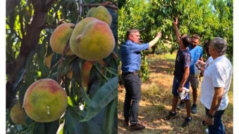 &Eta; &pi;&alpha;&rho;&alpha;&mu;&omicron;&rho;&phi;&omega;&tau;&iota;&kappa;ή &alpha;&sigma;&theta;έ&nu;&epsilon;&iota;&alpha; "&chi;&tau;&upsilon;&pi;ά" &kappa;&alpha;&iota; &tau;&eta; &rho;&omicron;&delta;&alpha;&kappa;&iota;&nu;&omicron;&kappa;&alpha;&lambda;&lambda;&iota;έ&rho;&gamma;&epsilon;&iota;&alpha; &sigma;&tau;&eta; &Theta;&epsilon;&sigma;&sigma;&alpha;&lambda;ί&alpha;