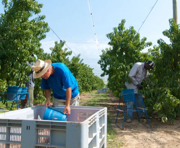 &Eta; &iota;&sigma;&pi;&alpha;&nu;&iota;&kappa;ή &sigma;&upsilon;&gamma;&kappa;&omicron;&mu;&iota;&delta;ή &phi;&rho;&omicron;ύ&tau;&omega;&nu; &xi;&epsilon;&kappa;&iota;&nu;ά &mu;&epsilon; &alpha;&pi;ώ&lambda;&epsilon;&iota;&epsilon;&sigmaf; έ&omega;&sigmaf; &kappa;&alpha;&iota; 70% &lambda;ό&gamma;&omega; &pi;&alpha;&gamma;&epsilon;&tau;&omicron;ύ