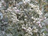 &Mu;&iota;&alpha; &sigma;&pi;ά&nu;&iota;&alpha; &pi;&omicron;&iota;&kappa;&iota;&lambda;ί&alpha; &epsilon;&lambda;&iota;ά&sigmaf; &mu;&epsilon; &lambda;&epsilon;&upsilon;&kappa;ό &chi;&rho;ώ&mu;&alpha; &amp; &kappa;&alpha;&tau;&alpha;&gamma;&omega;&gamma;ή &alpha;&pi;ό &tau;&alpha; &alpha;&rho;&chi;&alpha;ί&alpha; &chi;&rho;ό&nu;&iota;&alpha;