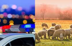 30&chi;&rho;&omicron;&nu;&omicron;&sigmaf; &mu;&epsilon; "&delta;&alpha;&nu;&epsilon;&iota;&kappa;ό" &alpha;&gamma;&rho;&omicron;&tau;&iota;&kappa;ό έ&kappa;&lambda;&epsilon;&psi;&epsilon; 20 &pi;&rho;ό&beta;&alpha;&tau;&alpha; &kappa;&alpha;&iota; &pi;&iota;ά&sigma;&tau;&eta;&kappa;&epsilon; &epsilon;&pi;&rsquo; &alpha;&upsilon;&tau;&omicron;&phi;ώ&rho;&omega;