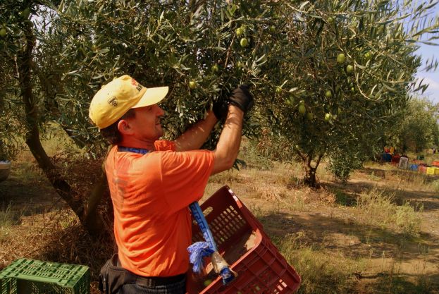 &Mu;&epsilon;ί&omega;&sigma;&eta; &tau;&eta;&sigmaf; &phi;&epsilon;&tau;&iota;&nu;ή&sigmaf; &pi;&alpha;&rho;&alpha;&gamma;&omega;&gamma;ή&sigmaf; &pi;&rho;ά&sigma;&iota;&nu;&eta;&sigmaf; &epsilon;&lambda;&iota;ά&sigmaf; &sigma;&tau;&eta; &Chi;&alpha;&lambda;&kappa;&iota;&delta;&iota;&kappa;ή &kappa;&alpha;&tau;ά 50% - 60% &pi;&epsilon;&rho;ί&pi;&omicron;&upsilon;