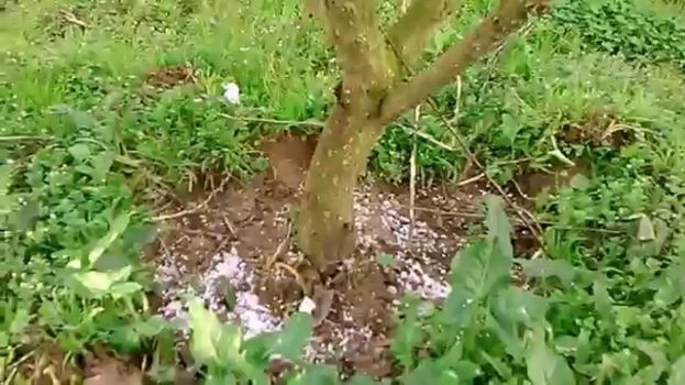 &Delta;έ&nu;&tau;&rho;&alpha; &kappa;&alpha;&iota; &lambda;&alpha;&chi;&alpha;&nu;&iota;&kappa;ά - &Pi;ό&tau;&epsilon; &rho;ί&chi;&nu;&omicron;&upsilon;&mu;&epsilon; &lambda;ί&pi;&alpha;&sigma;&mu;&alpha;