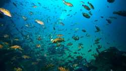 &Kappa;&Upsilon;&Alpha; &gamma;&iota;&alpha; &tau;&eta; &delta;&eta;&mu;&iota;&omicron;&upsilon;&rho;&gamma;ί&alpha; &delta;&iota;&kappa;&tau;ύ&omicron;&upsilon; &pi;&alpha;&rho;&alpha;&kappa;&omicron;&lambda;&omicron;ύ&theta;&eta;&sigma;&eta;&sigmaf; &kappa;&alpha;&iota; &delta;&iota;&alpha;&chi;&epsilon;ί&rho;&iota;&sigma;&eta;&sigmaf; &epsilon;&kappa;&beta;&rho;&alpha;&sigma;&mu;ώ&nu; &epsilon;&iota;&delta;ώ&nu; ά&gamma;&rho;&iota;&alpha;&sigmaf; &theta;&alpha;&lambda;ά&sigma;&sigma;&iota;&alpha;&sigmaf; &pi;&alpha;&nu;ί&delta;&alpha;&sigmaf;