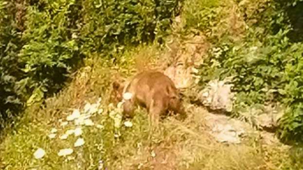 &Alpha;&rho;&kappa;&omicron;ύ&delta;&alpha; &epsilon;&mu;&phi;&alpha;&nu;ί&sigma;&tau;&eta;&kappa;&epsilon; &sigma;&tau;&eta;&nu; &kappa;&alpha;&sigma;&tau;&alpha;&nu;&iota;ά &Eta;&mu;&alpha;&theta;ί&alpha;&sigmaf; &sigma;&epsilon; &alpha;&pi;ό&sigma;&tau;&alpha;&sigma;&eta; &alpha;&nu;&alpha;&pi;&nu;&omicron;ή&sigmaf; &mu;&epsilon; &kappa;ά&tau;&omicron;&iota;&kappa;&omicron; &tau;&eta;&sigmaf; &pi;&epsilon;&rho;&iota;&omicron;&chi;ή&sigmaf;