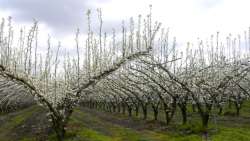 &Alpha;&pi;&omicron;&zeta;&eta;&mu;&iota;ώ&sigma;&epsilon;&iota;&sigmaf; &gamma;&iota;&alpha; &tau;&eta;&nu; &kappa;&alpha;&rho;&pi;ό&pi;&tau;&omega;&sigma;&eta; &lambda;ό&gamma;&omega; &pi;&alpha;&gamma;&epsilon;&tau;&omicron;ύ &sigma;&tau;&eta;&nu; &Alpha;&chi;&lambda;&alpha;&delta;&omicron;&kappa;&alpha;&lambda;&lambda;&iota;έ&rho;&gamma;&epsilon;&iota;&alpha; &zeta;&eta;&tau;&omicron;ύ&nu; &omicron;&iota; &alpha;&gamma;&rho;ό&tau;&epsilon;&sigmaf; &tau;&omicron;&upsilon; &Delta;ή&mu;&omicron;&upsilon; &Tau;&upsilon;&rho;&nu;ά&beta;&omicron;&upsilon;