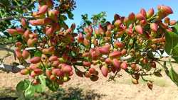 &Alpha;&gamma;&rho;&omicron;&tau;&iota;&kappa;ά &nu;έ&alpha;: &Gamma;&epsilon;&omega;&rho;&gamma;&iota;&kappa;έ&sigmaf; &pi;&rho;&omicron;&epsilon;&iota;&delta;&omicron;&pi;&omicron;&iota;ή&sigma;&epsilon;&iota;&sigmaf; &gamma;&iota;&alpha; &tau;&eta; &phi;&iota;&sigma;&tau;&iota;&kappa;&iota;ά