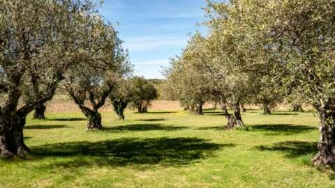 &Epsilon;&lambda;&iota;ά: &Alpha;&sigma;&theta;έ&nu;&epsilon;&iota;&epsilon;&sigmaf; &kappa;&alpha;&iota; &Epsilon;&chi;&theta;&rho;&omicron;ί