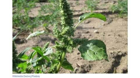 &Epsilon;&pi;&epsilon;&mu;&beta;&alpha;&tau;&iota;&kappa;ά &phi;&upsilon;&tau;ά: &nu;έ&alpha; &mu;&epsilon;&lambda;έ&tau;&eta; &delta;&epsilon;ί&chi;&nu;&epsilon;&iota; &pi;ώ&sigmaf; &nu;&alpha; &delta;&omicron;&theta;&epsilon;ί &pi;&rho;&omicron;&tau;&epsilon;&rho;&alpha;&iota;ό&tau;&eta;&tau;&alpha; &sigma;&tau;&alpha; &epsilon;ί&delta;&eta; &gamma;&iota;&alpha; &tau;&eta; &delta;&iota;&alpha;&chi;&epsilon;ί&rho;&iota;&sigma;&eta;